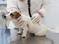 犬の避妊・去勢手術